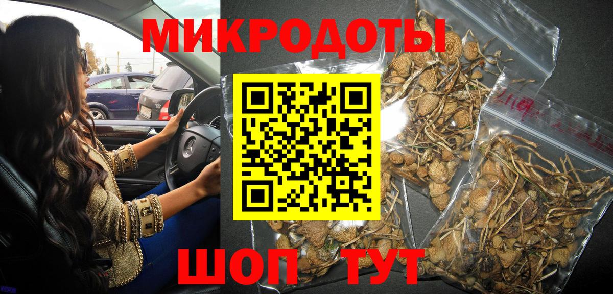 Псилоцибиновые грибы Psilocybe Черняховск